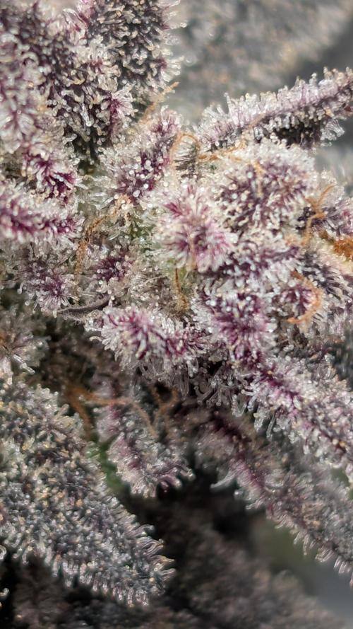 First DWC grow (third try). Week 13 - 04/04/2026