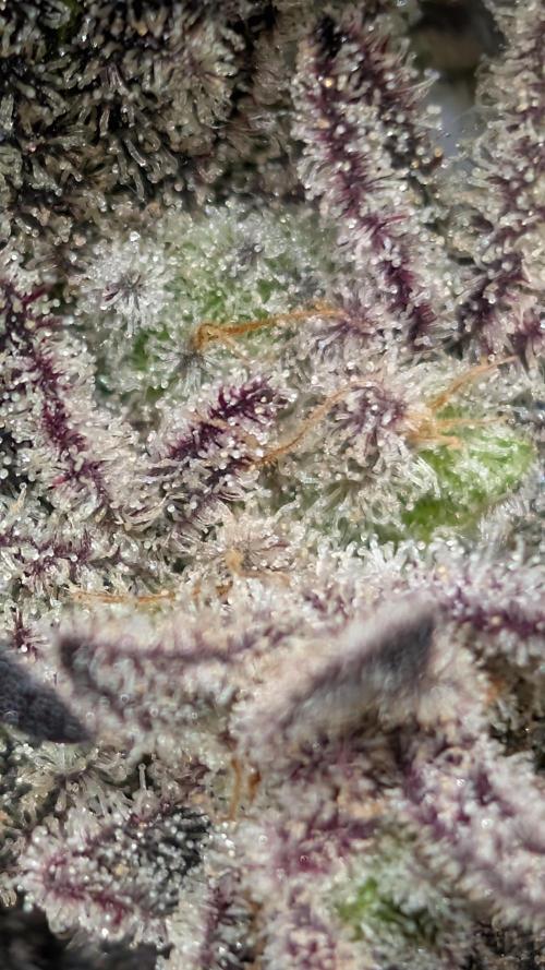 First DWC grow (third try). Week 13 - 04/04/2026