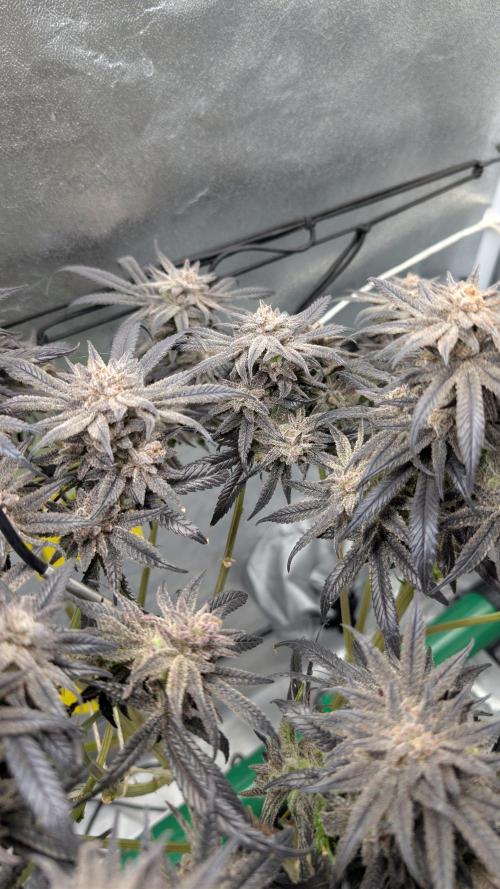 First DWC grow (third try). Week 13 - 04/04/2026