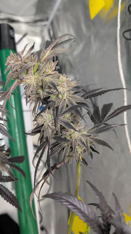 First DWC grow (third try). Week 13 - 04/04/2026