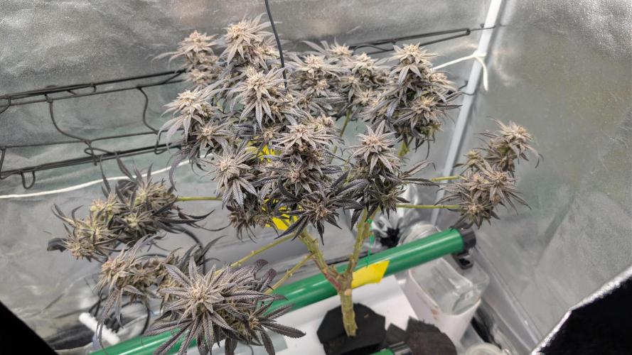 First DWC grow (third try). Week 13 - 04/04/2026