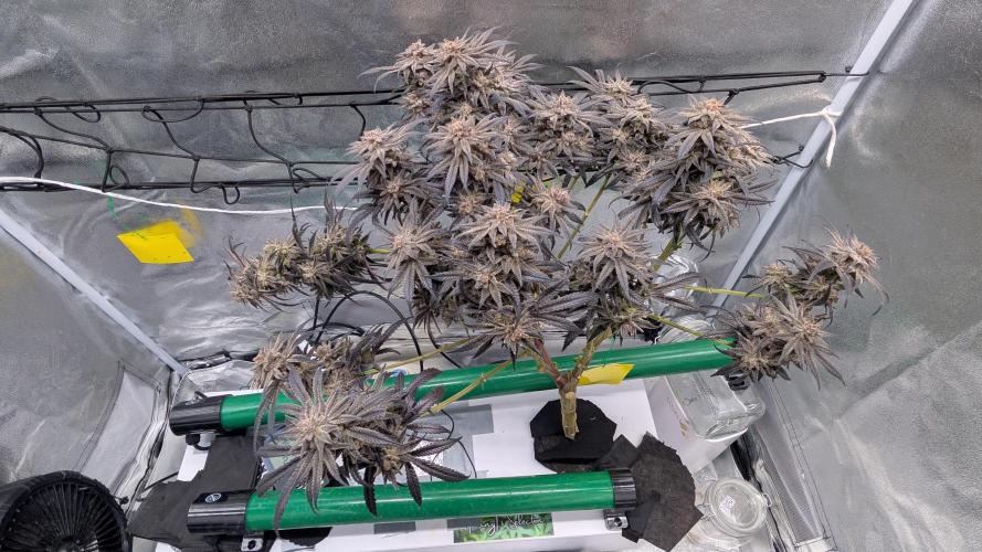 First DWC grow (third try). Week 14