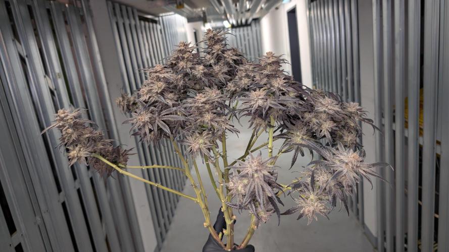 First DWC grow (third try). Week 14