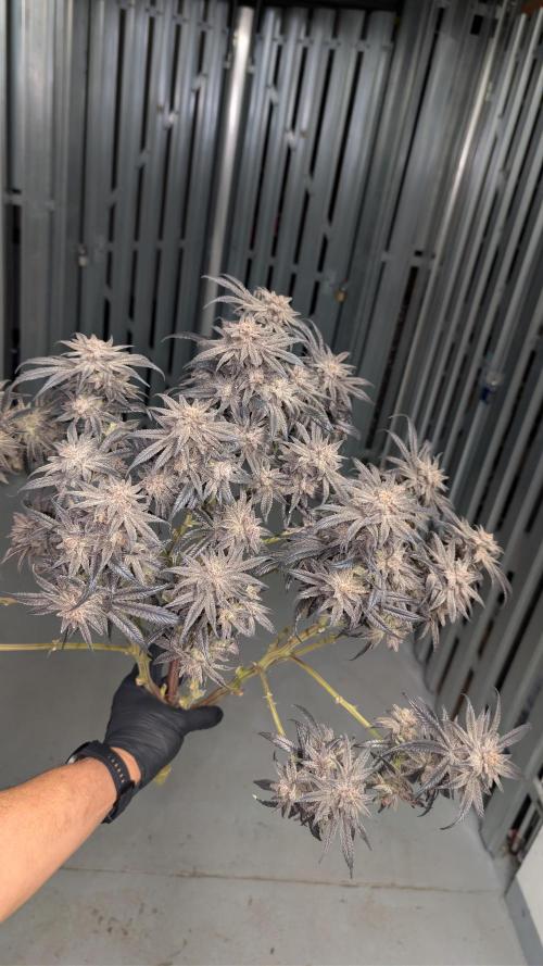 First DWC grow (third try). Week 14