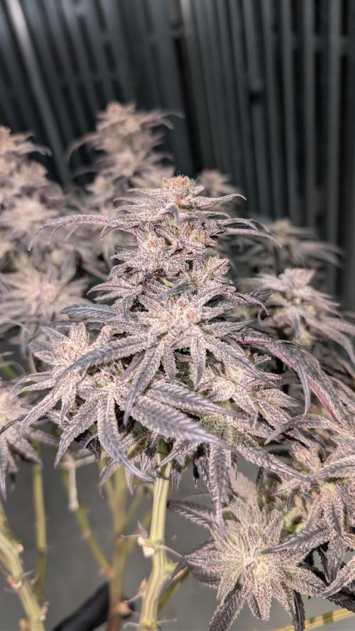 First DWC grow (third try). Week 14