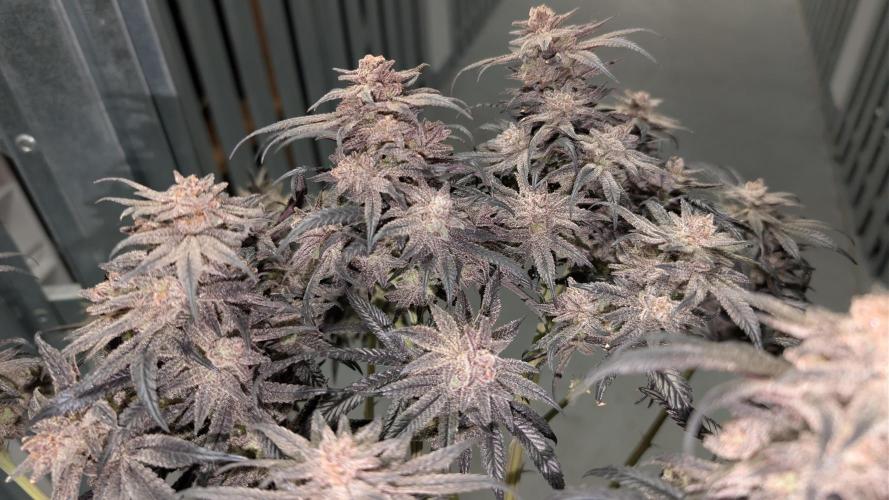 First DWC grow (third try). Week 14