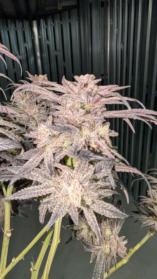 First DWC grow (third try). Week 14