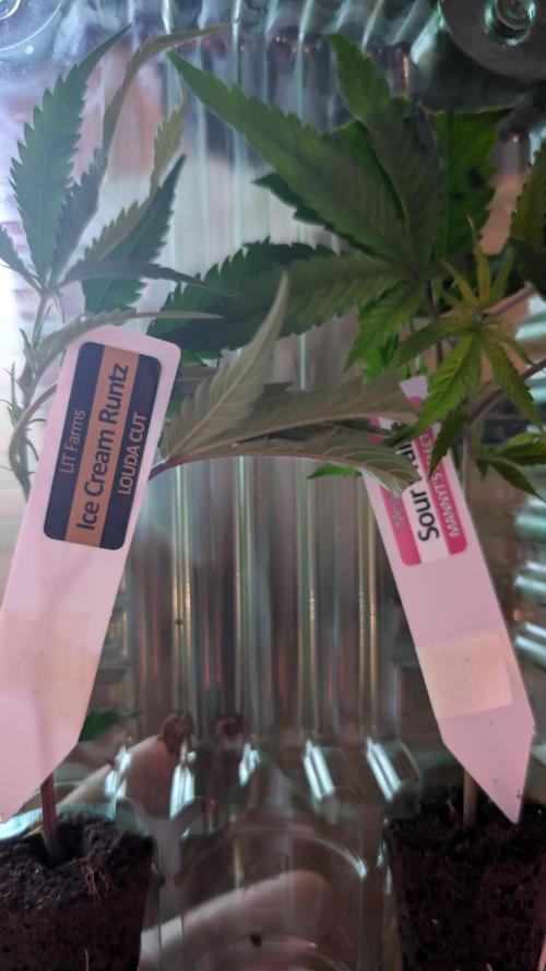 Sour Fraise & Ice Cream Runtz. Week 1