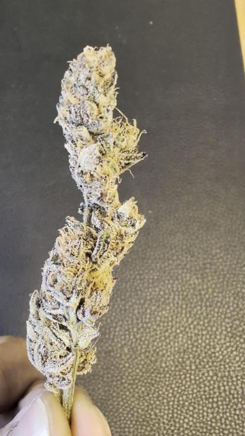 First DWC grow (third try)