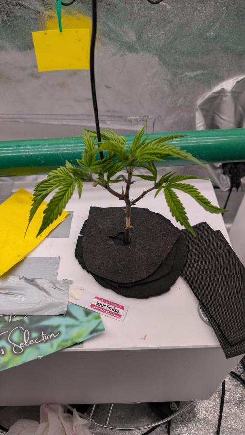 Sour Fraise & Ice Cream Runtz. Week 3