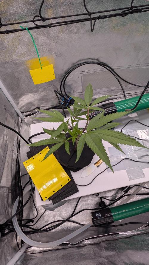 Sour Fraise & Ice Cream Runtz. Week 3