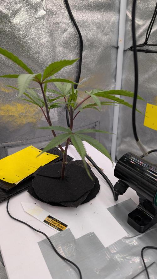 Sour Fraise & Ice Cream Runtz. Week 3