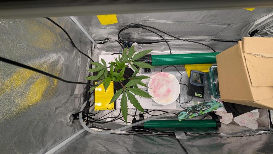 Sour Fraise & Ice Cream Runtz. Week 4
