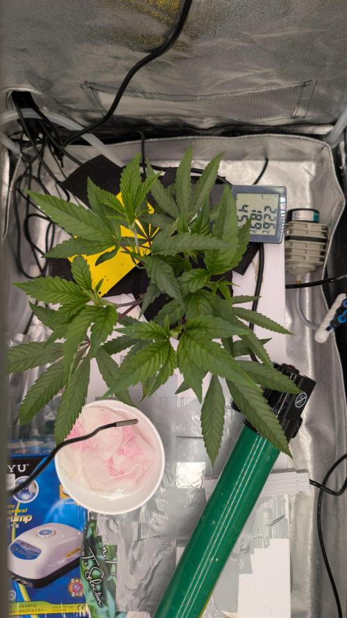 Sour Fraise & Ice Cream Runtz. Week 4