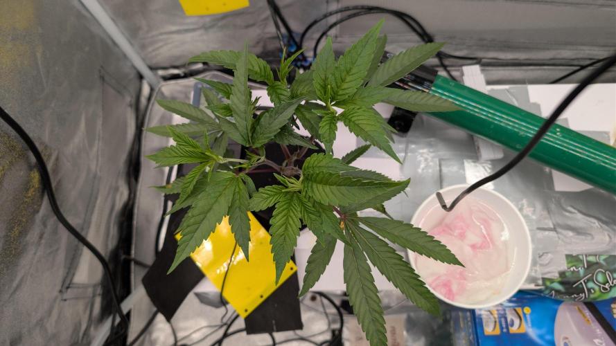 Sour Fraise & Ice Cream Runtz. Week 4