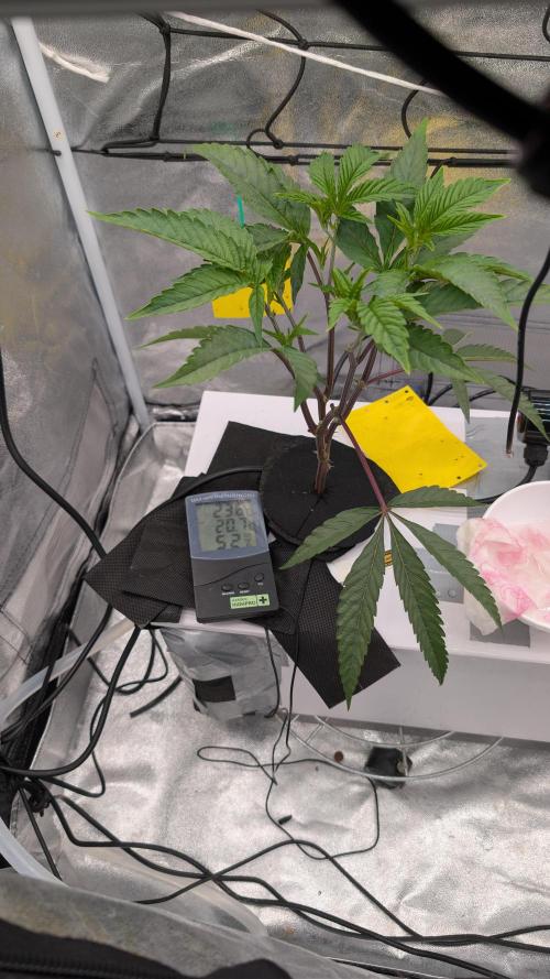 Sour Fraise & Ice Cream Runtz. Week 4