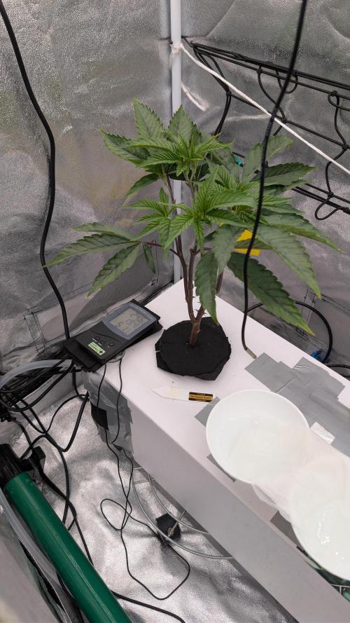 Sour Fraise & Ice Cream Runtz. Week 5