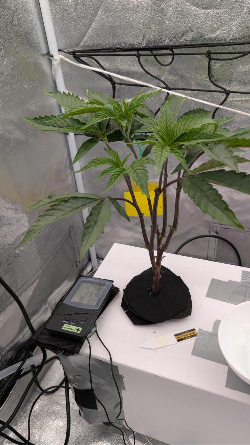 Sour Fraise & Ice Cream Runtz. Week 5