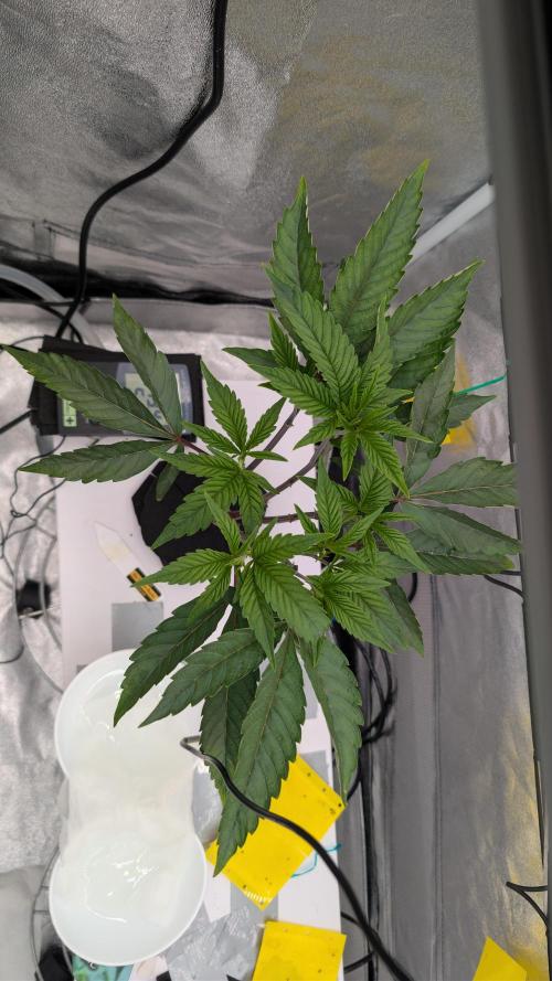 Sour Fraise & Ice Cream Runtz. Week 5