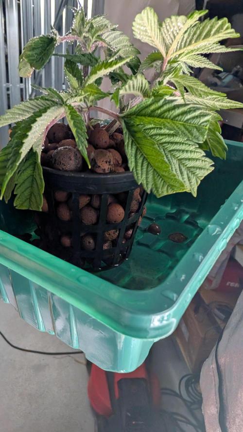 Sour Fraise & Ice Cream Runtz. Week 5