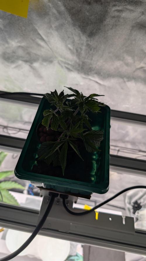 Sour Fraise & Ice Cream Runtz. Week 5