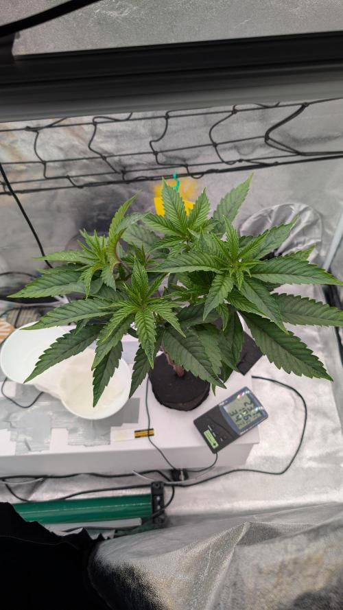 Sour Fraise & Ice Cream Runtz. Week 6