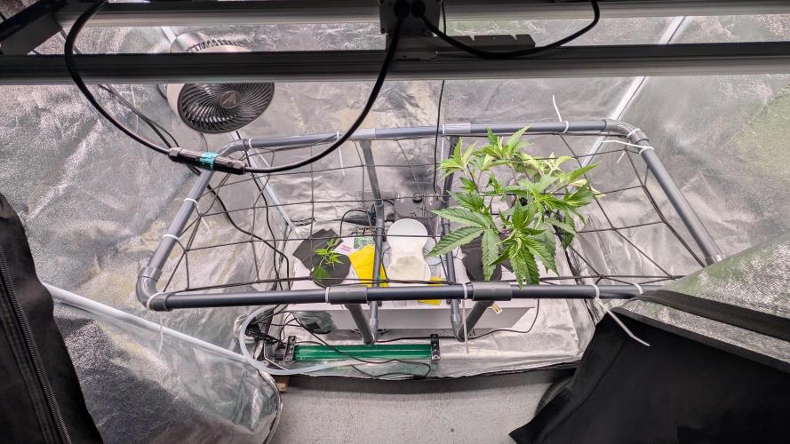 Sour Fraise & Ice Cream Runtz. Week 6