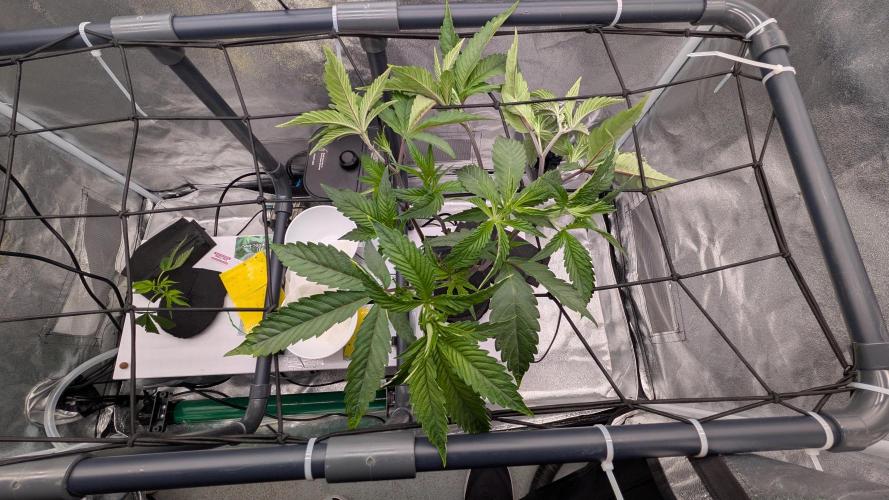 Sour Fraise & Ice Cream Runtz. Week 6