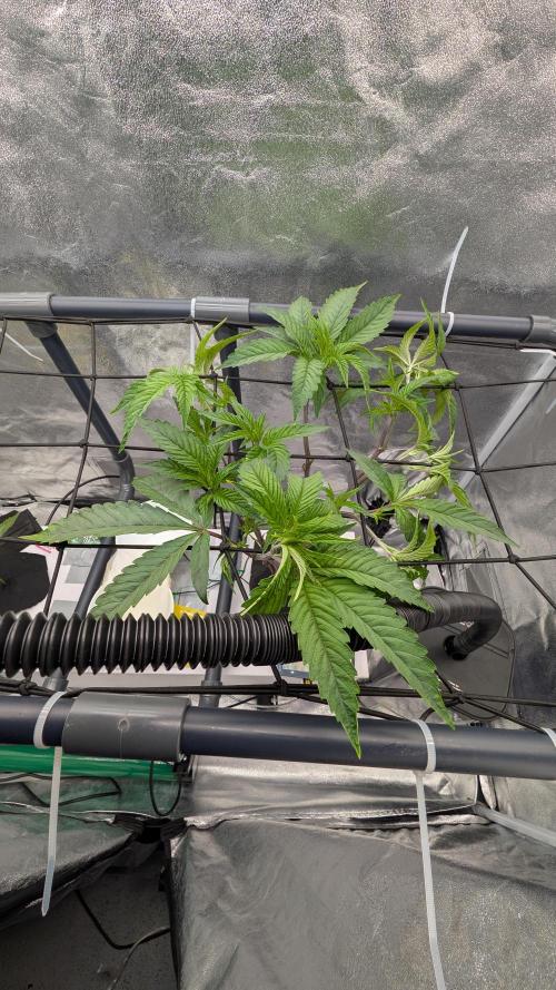 Sour Fraise & Ice Cream Runtz. Week 6