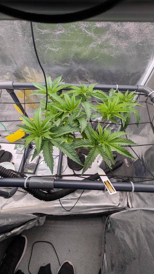 Sour Fraise & Ice Cream Runtz. Week 7