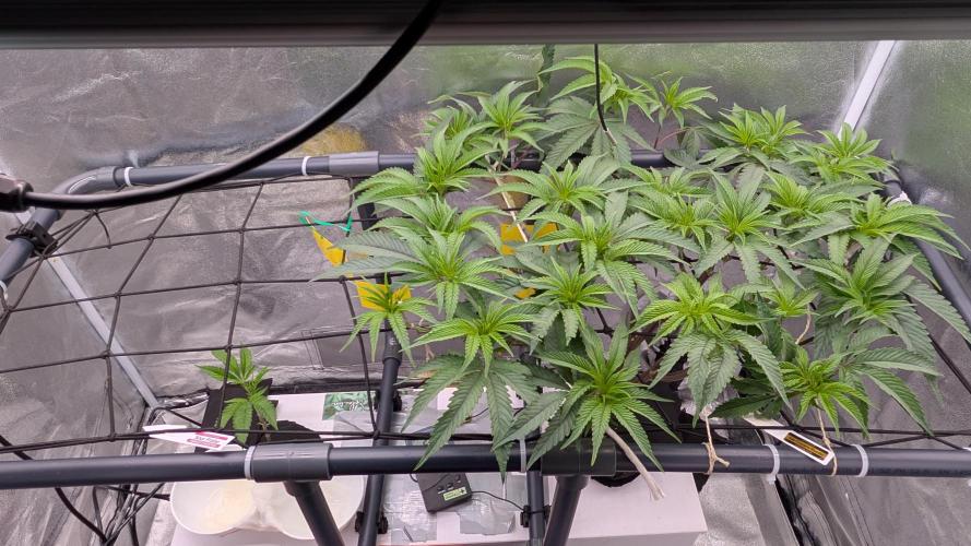 Sour Fraise & Ice Cream Runtz. Week 9