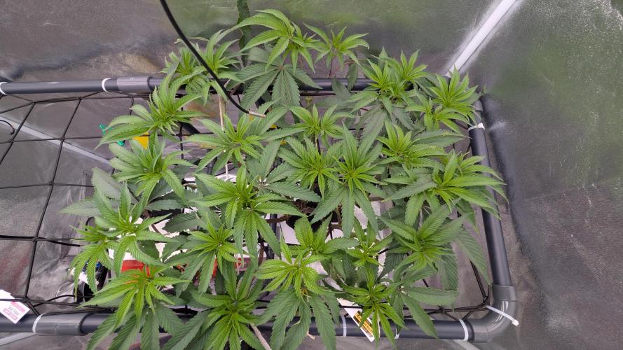 Sour Fraise & Ice Cream Runtz. Week 9