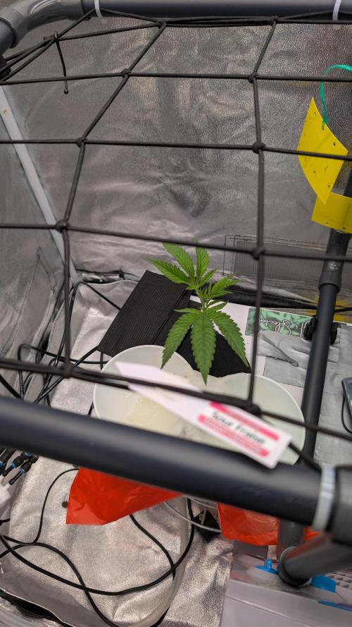 Sour Fraise & Ice Cream Runtz. Week 9