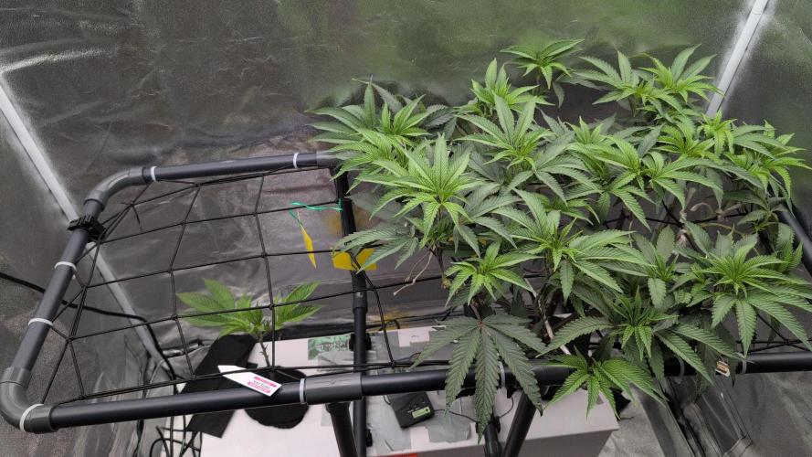 Sour Fraise & Ice Cream Runtz. Week 9