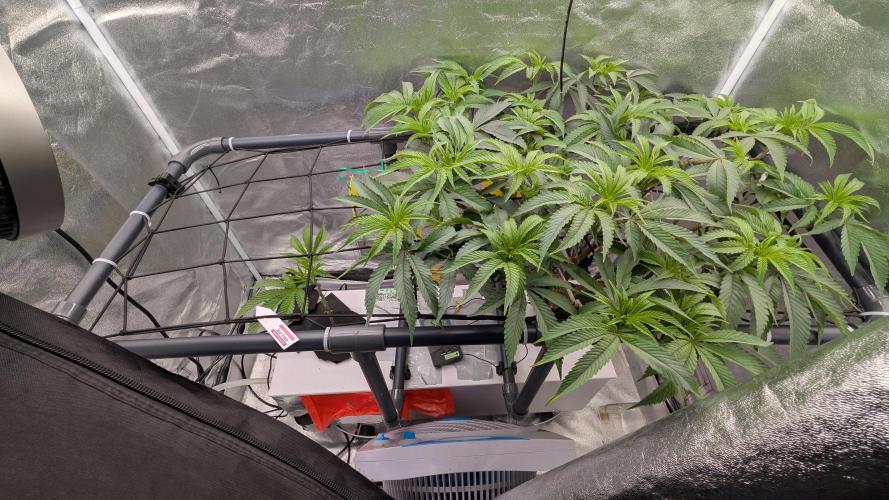 Sour Fraise & Ice Cream Runtz. Week 10