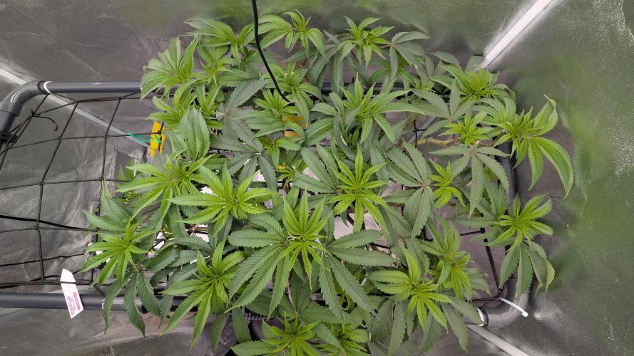 Sour Fraise & Ice Cream Runtz. Week 10