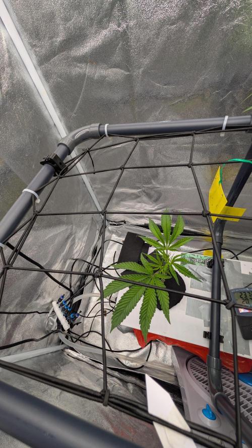 Sour Fraise & Ice Cream Runtz. Week 10
