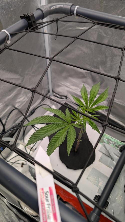 Sour Fraise & Ice Cream Runtz. Week 10