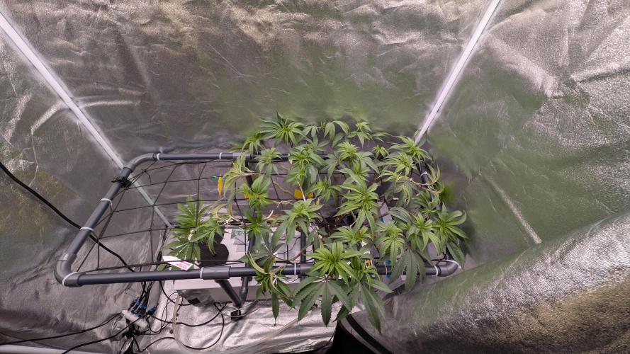 ce Cream Runtz & a little Sour Fraise. Week 10 - 6/14/2026