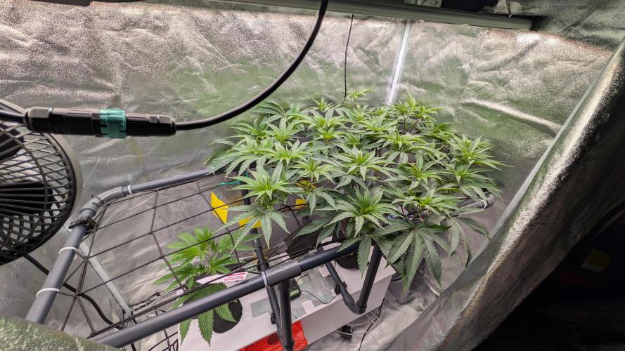 ce Cream Runtz & a little Sour Fraise. Week 11