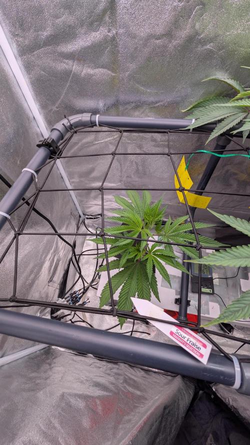 ce Cream Runtz & a little Sour Fraise. Week 11