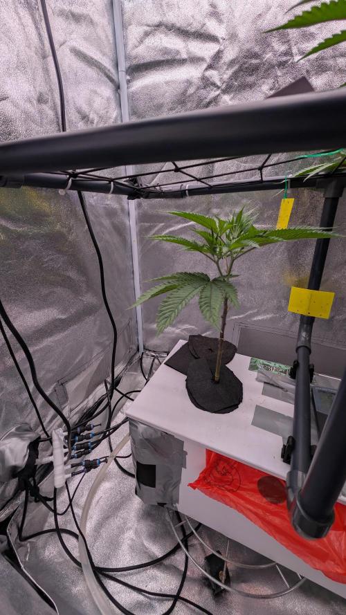 ce Cream Runtz & a little Sour Fraise. Week 11