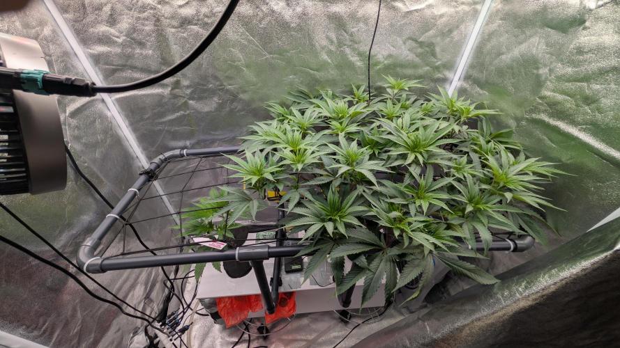 ce Cream Runtz & a little Sour Fraise. Week 11 - 06/19/2026 before 