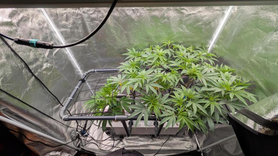 ce Cream Runtz & a little Sour Fraise. Week 11 - 6/21/2026