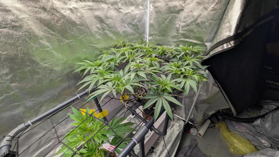 ce Cream Runtz & a little Sour Fraise. Week 11 - 6/21/2026