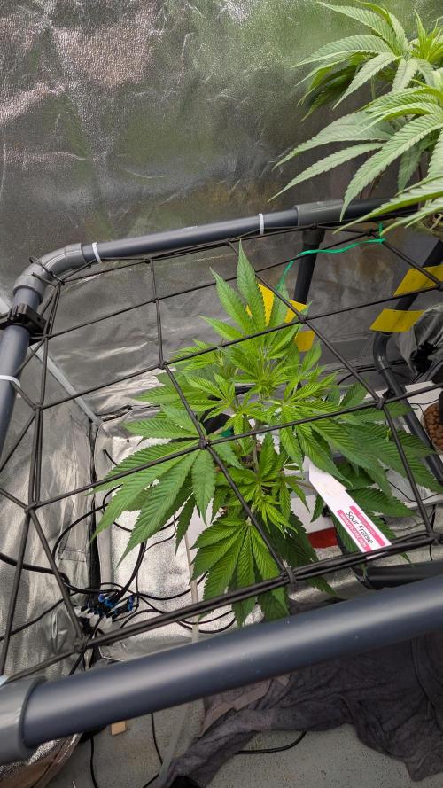 ce Cream Runtz & a little Sour Fraise. Week 11 - 6/21/2026