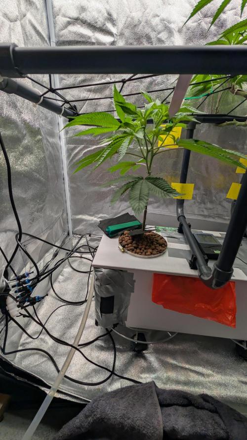 ce Cream Runtz & a little Sour Fraise. Week 11 - 6/21/2026