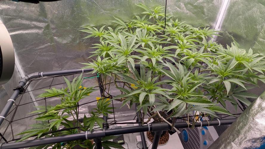 ce Cream Runtz & a little Sour Fraise. Week 12