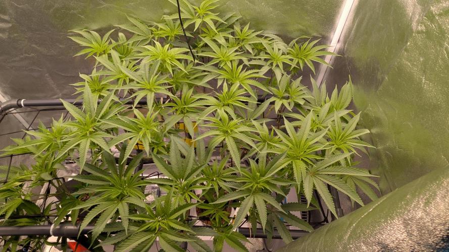 ce Cream Runtz & a little Sour Fraise. Week 12