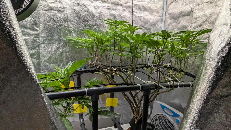 ce Cream Runtz & a little Sour Fraise. Week 12